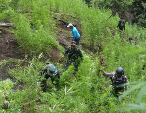 Benarkah Mengoleskan Ganja Bisa Sembuhkan Penyakit Kulit?