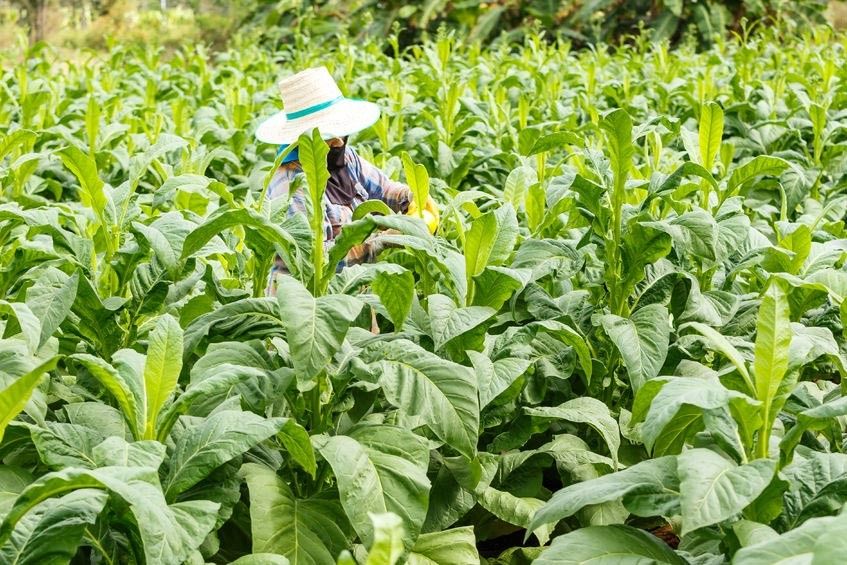 Derita Petani Tembakau Akibat Kenaikan Harga Rokok