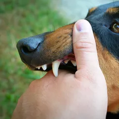 Jangan Panik! Kenali Rabies dan Pertolongan Pertama Saat Digigit Hewan Liar
