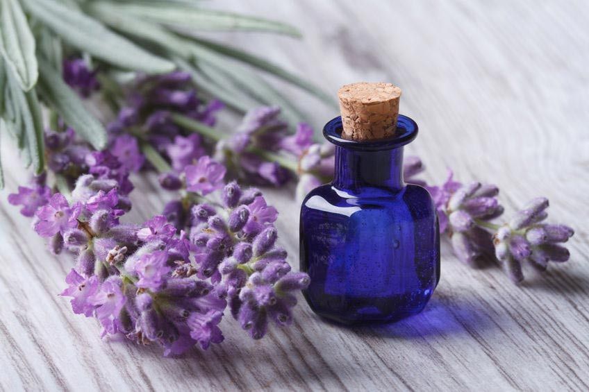 Sejuta Manfaat Minyak Esensial Lavender