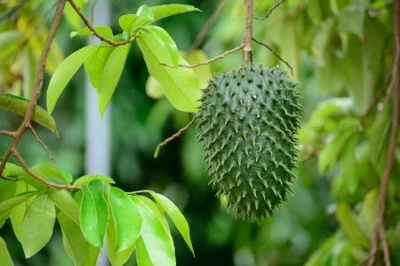 3 Manfaat Daun Sirsak untuk Kesehatan