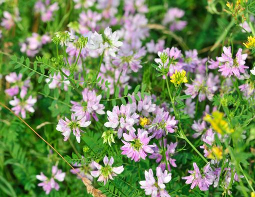 Kenali Manfaat Astragalus untuk Kesehatan