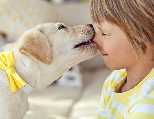 Pertolongan Pertama Saat Anak Digigit Anjing Peliharaan