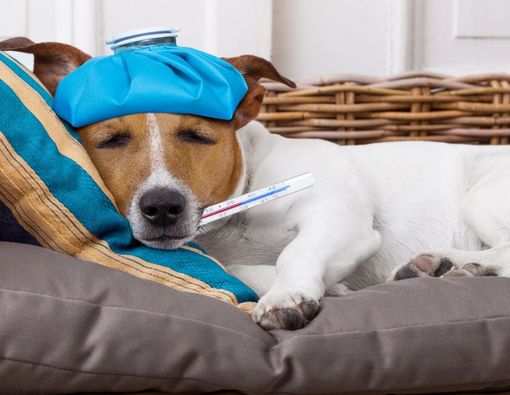 Anjing Demam: Ciri, Penyebab, dan Cara Mengobatinya