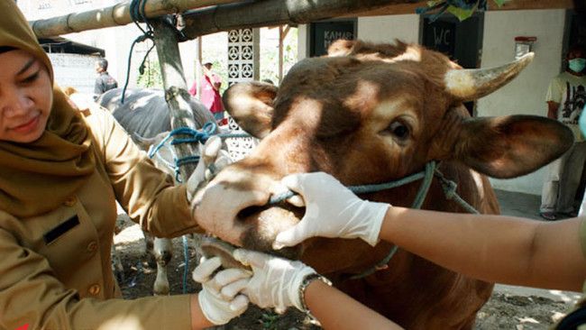 Antraks Muncul Jelang Lebaran, Masyarakat Perlu Waspada
