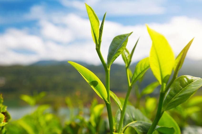 Serba-serbi White Tea dan Green Tea