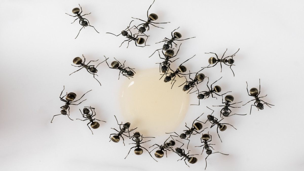 Sperma Dikerubuti Semut, Apakah Tanda Penyakit Diabetes?