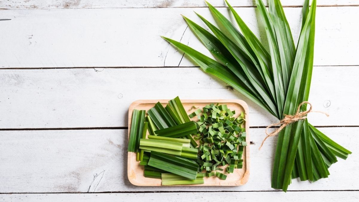7 Manfaat Daun Pandan yang Jarang Diketahui, Jaga Kesehatan Jantung dan Lawan Kanker