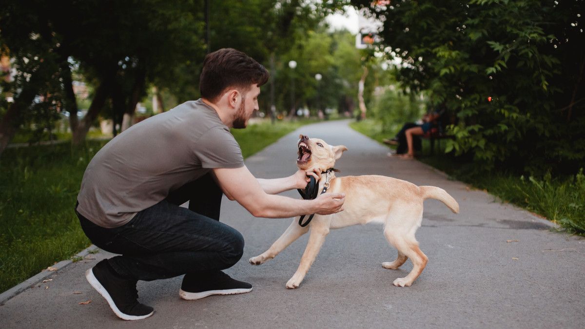 Kenali Gejala Anjing Kena Rabies