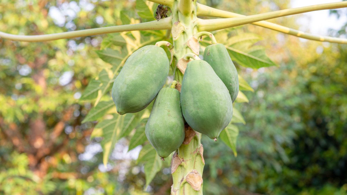 Wajib Tahu, Ini Bahaya Pepaya Mentah untuk Ibu Hamil