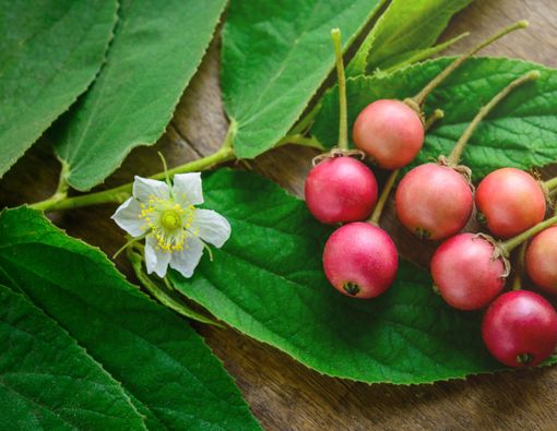 10 Manfaat Buah Kersen yang Tak Pernah Kamu Duga
