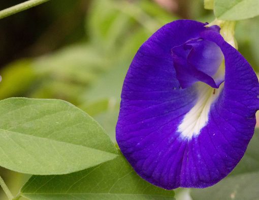 Khasiat Bunga Telang untuk Kesehatan Tubuh Anda