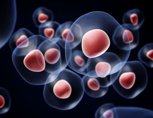 Yuk, Mengenal Stem Cell, Harapan Baru di Dunia Kesehatan