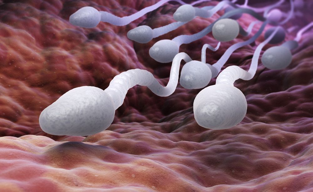 6 Makanan yang Dapat Meningkatkan Kualitas Sperma Pria