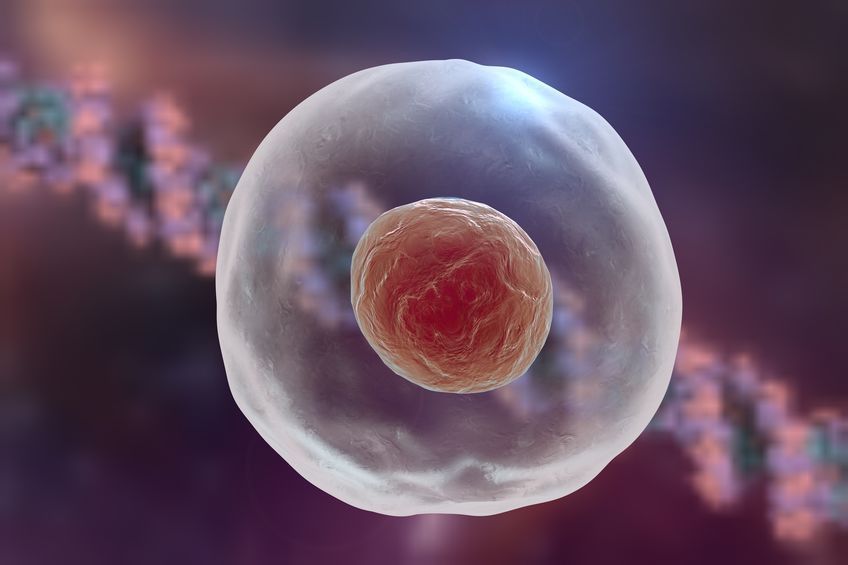 Terapi Stem Cell dan Kontroversi yang Menyelimutinya