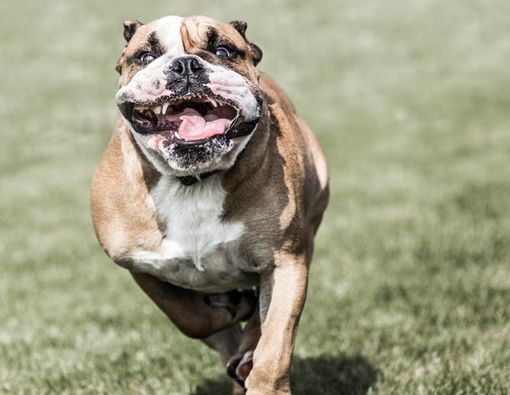 Hewan Galak dan Berliur Tak Berarti Rabies