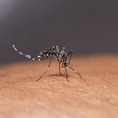 5 Ciri Nyamuk Aedes Aegypti yang Bisa Sebabkan DBD