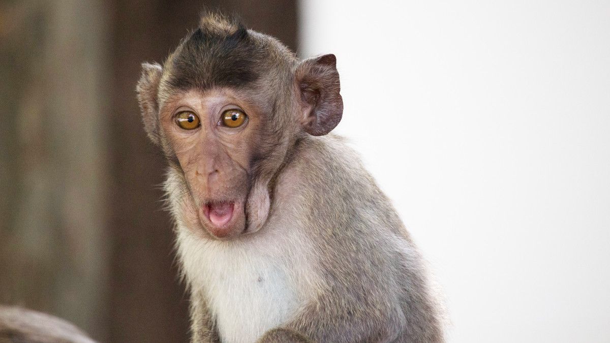 Heboh Video Balita Ditarik Monyet, si Kecil Bisa Fobia Hewan