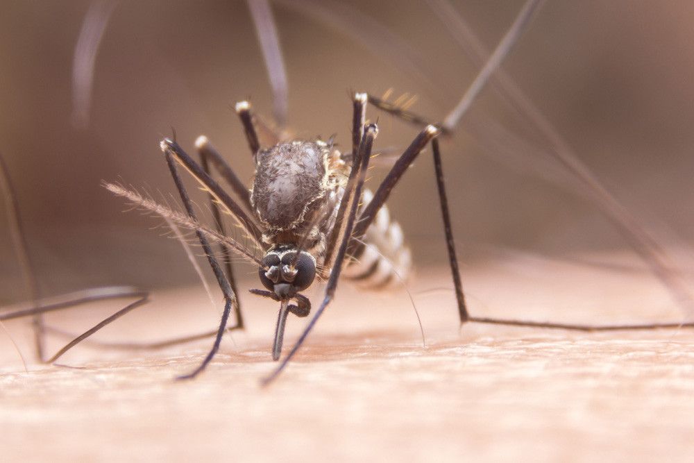 Nyamuk Ber-Wolbachia Bisa Lumpuhkan Virus DBD