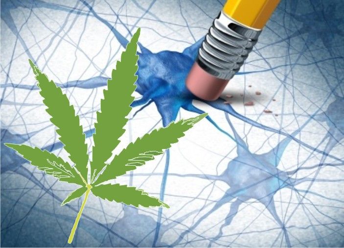 Konsumsi Ganja Berkaitan dengan Perubahan Struktur Otak