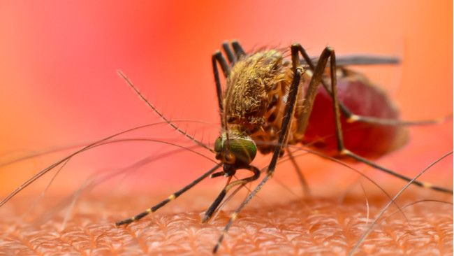 Membedakan Malaria Monyet dengan Malaria Biasa