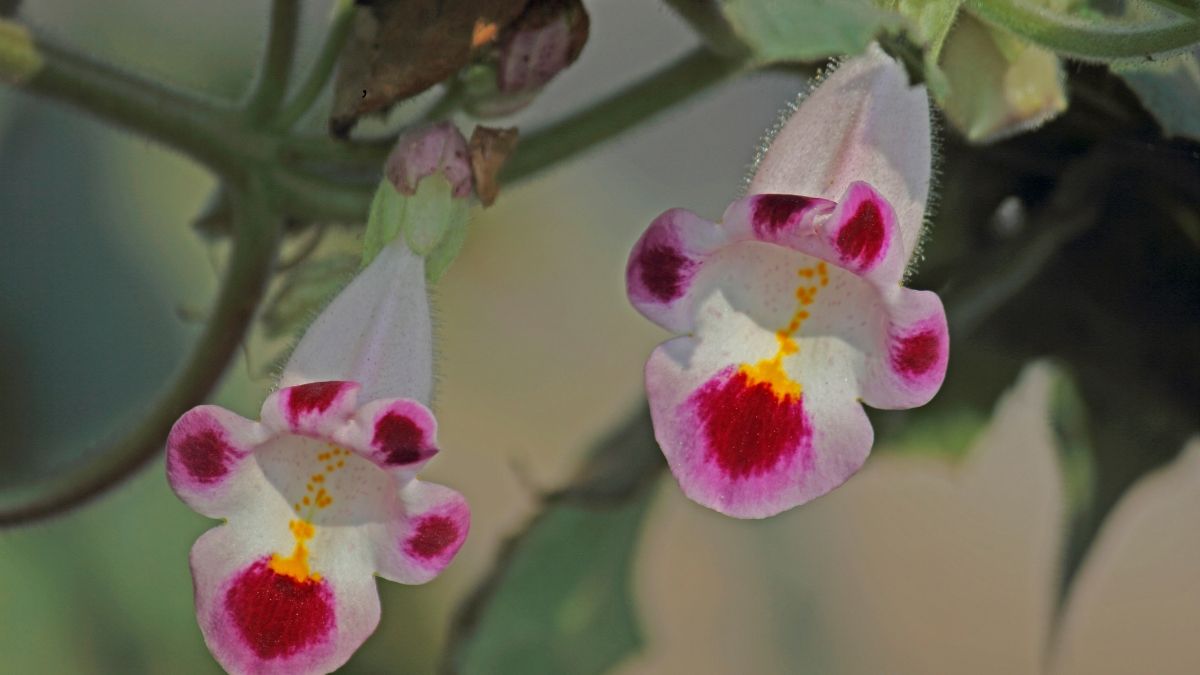 Manfaat Tumbuhan Devil's Claw untuk Kesehatan