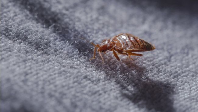 Cara Mudah Basmi Kutu Kasur atau Tungau di Rumah (Akos-Nagy/Shutterstock)
