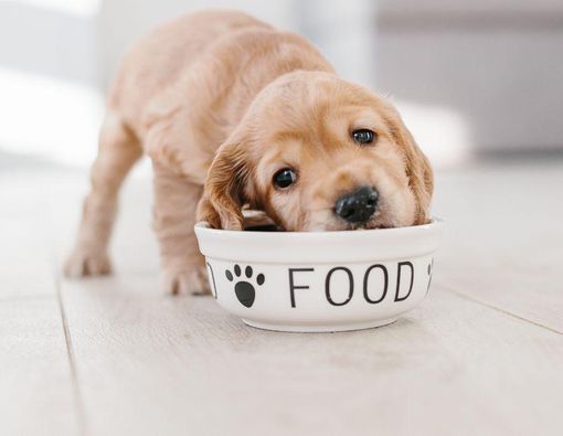 Daftar Makanan yang Tidak Boleh Dikonsumsi Anjing 