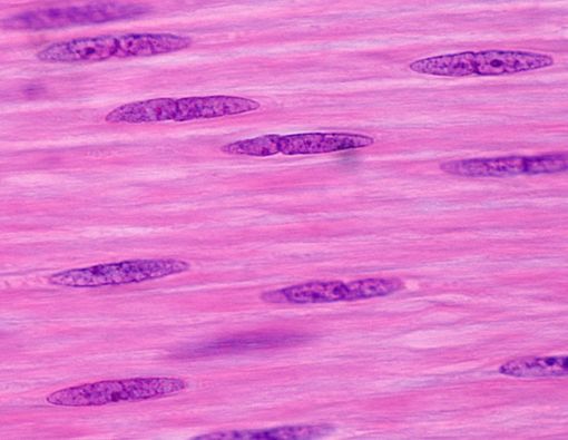 Kenali Otot Polos, Ciri-Ciri, Jenis, Fungsi, dan Letaknya