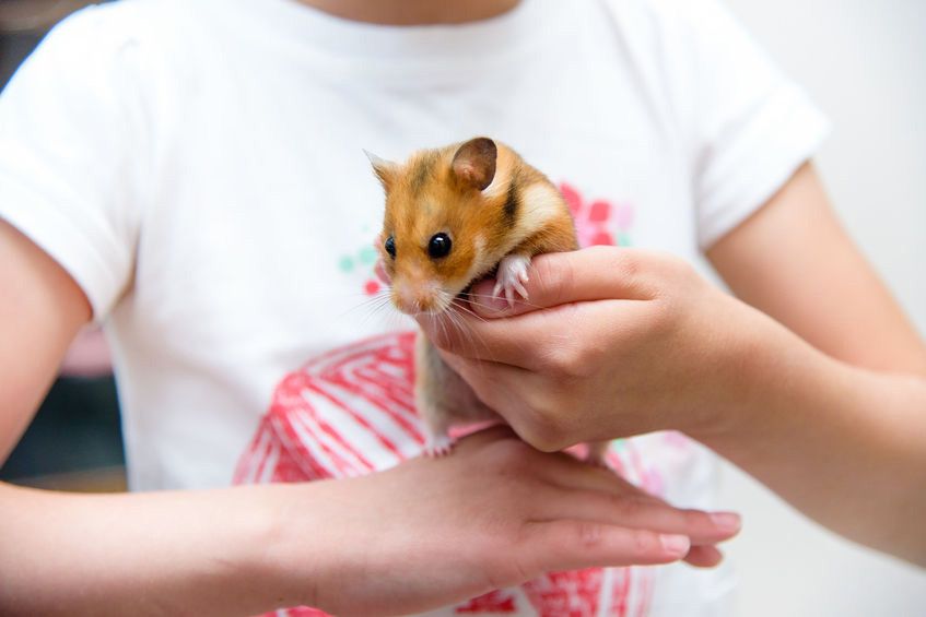 Punya Binatang Peliharaan Bikin Tubuh Lebih Sehat?