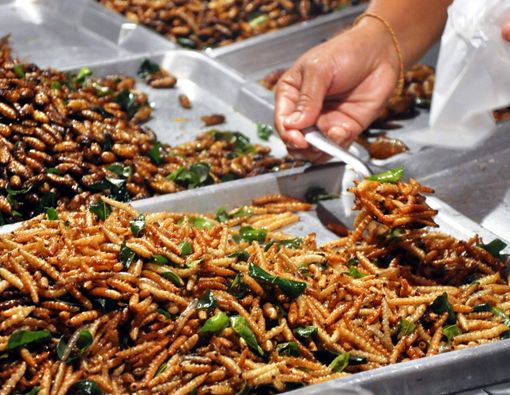 16 Serangga yang Diperbolehkan Dikonsumsi oleh Singapore Food Agency (SFA)