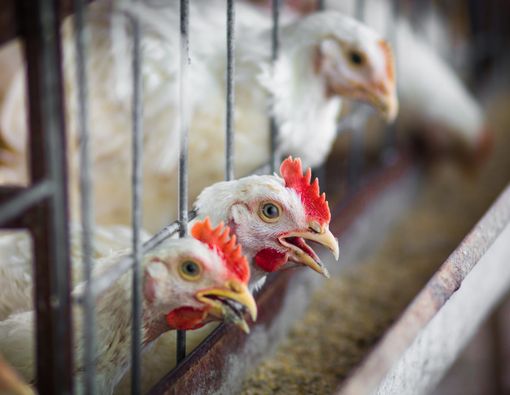 Mengenal Virus Flu Burung H5N8 yang Muncul di Korea Selatan