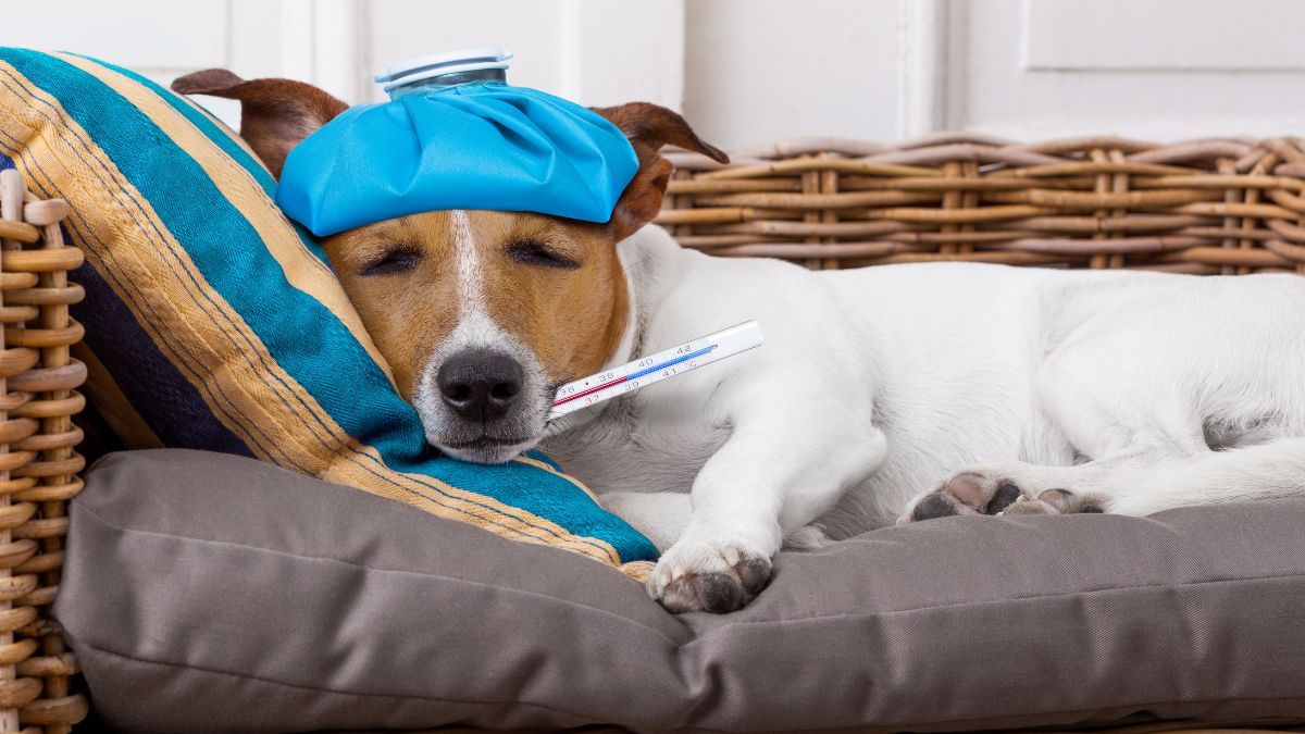 Anjing Demam: Ciri, Penyebab, dan Cara Mengobatinya