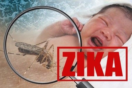 Sekilas tentang Virus Zika dan Nyamuk Aedes