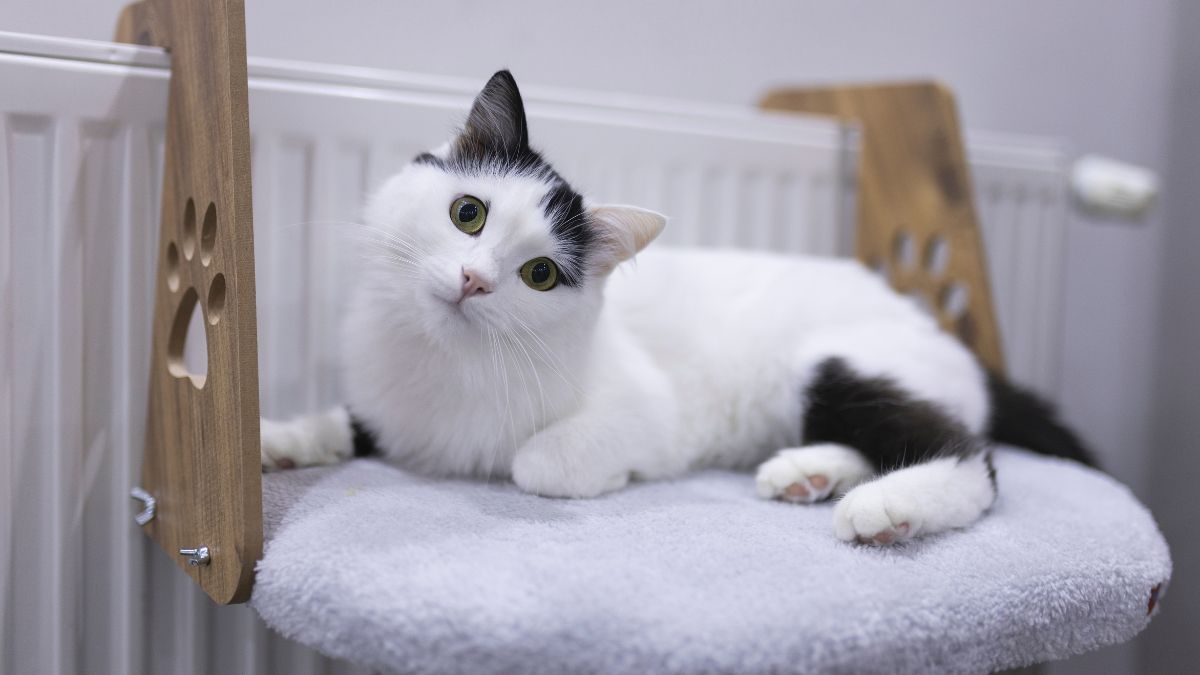 Bobby Kertanegara dan Hubungan Hewan Peliharaan dengan Ketenangan Jiwa