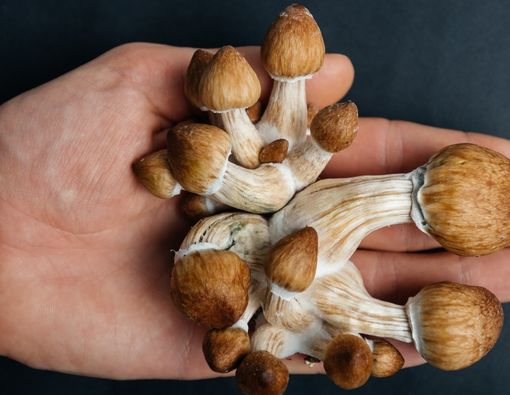 Mengenal Magic Mushroom, Narkoba dengan Efek yang Mematikan