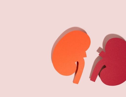 Ragam Obat dan Penanganan Ginjal yang Bengkak