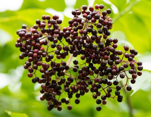 Atasi Flu dengan Buah Elderberry, Benarkah Efektif?