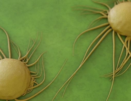 Daftar Makanan untuk Mencegah Kanker Serviks