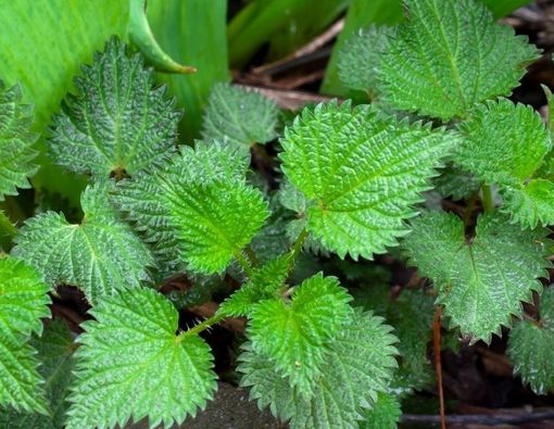 Manfaat Daun Jelatang bagi Kesehatan