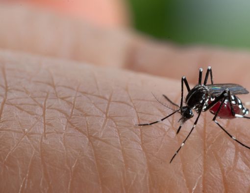 Benarkah Sudah Pernah Kena DBD Jadi Kebal COVID-19?