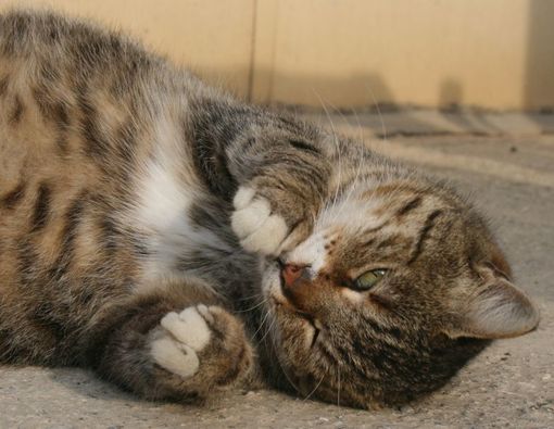 Tanda Kucing Hamil yang Perlu Kamu Ketahui