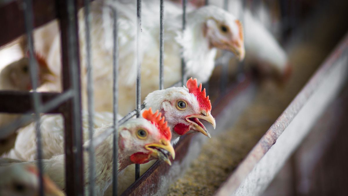 Mengenal Virus Flu Burung H5N8 yang Muncul di Korea Selatan