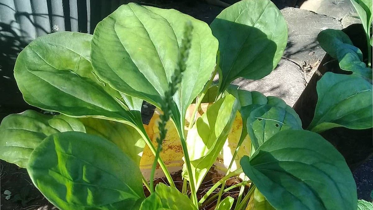 Menyingkap Manfaat Daun Sendok untuk Kesehatan