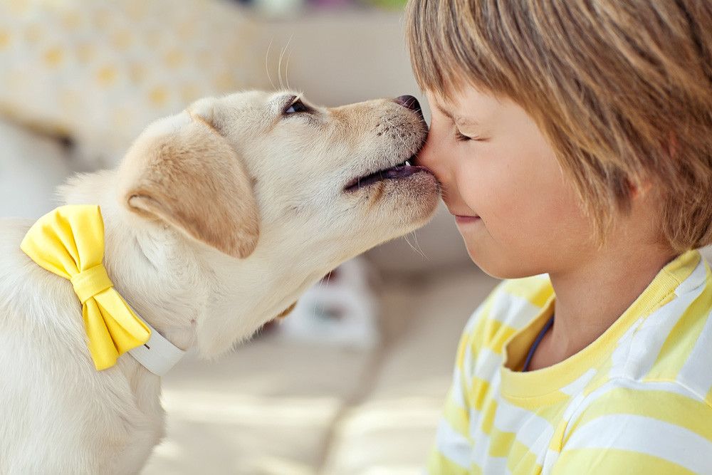 Pertolongan Pertama Saat Anak Digigit Anjing Peliharaan