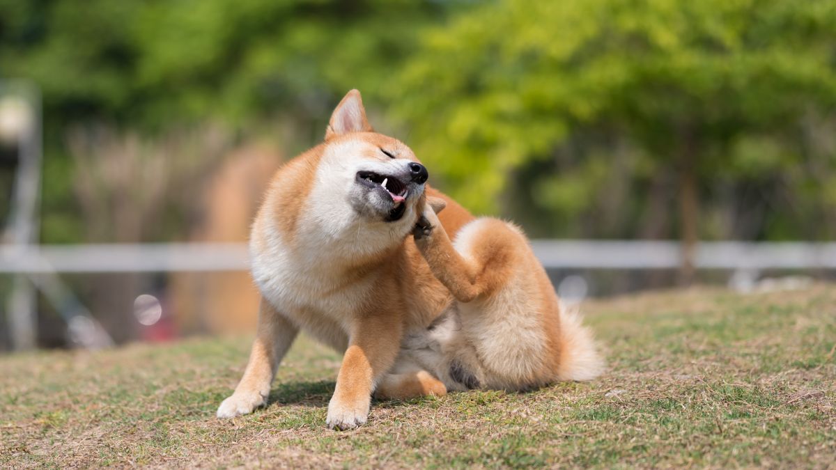 7 Penyakit Kulit pada Anjing dan Cara Mengatasinya