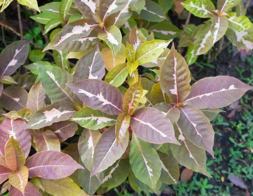 7 Manfaat Daun Ungu untuk Kesehatan, Tak Cuma Obat Ambeien