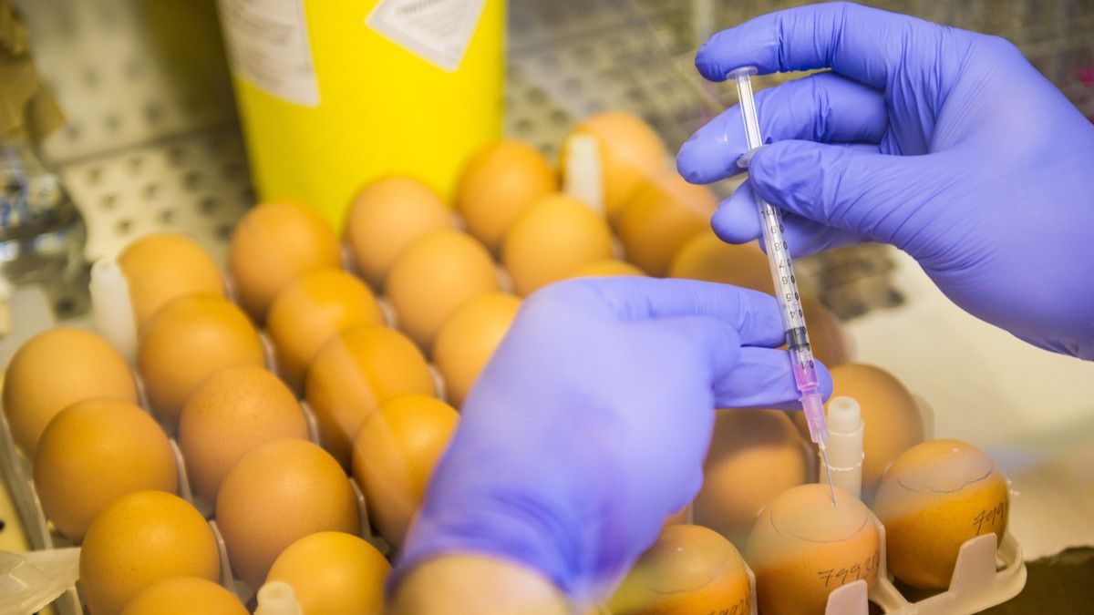 Telur Infertil Beredar di Pasaran, Adakah Bahayanya buat Kesehatan?