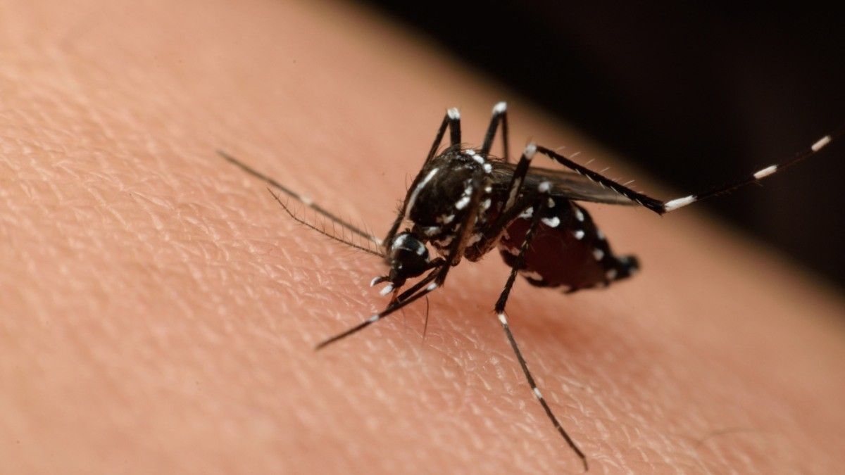 Mengenal Aedes Aegypti, Si Pembawa Virus Zika