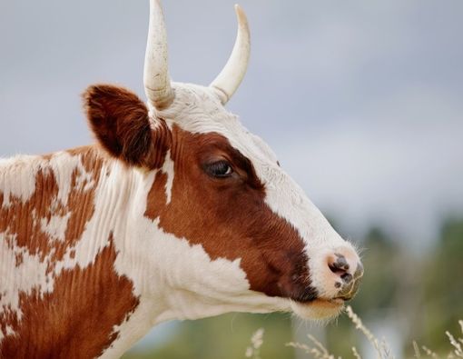 Benarkah Urine Sapi Bisa Sembuhkan COVID-19?